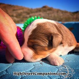 Meet Mocha - Red tri male Toy Australian Shepherd puppy in Dolan Springs, Arizona from High Desert Companions