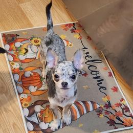 Willow - Blue merle female Chihuahua puppy in Ashtabula, Ohio from Paw's & Awe's Chihuahuas