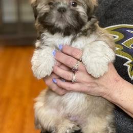 Shih Tzu Puppies from Marlene Kenney's Shih Tzus