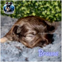 Braune - Liver male Miniature Schnauzer puppy in Spruce Pine, North Carolina from Schnauzers of Blue Ridge