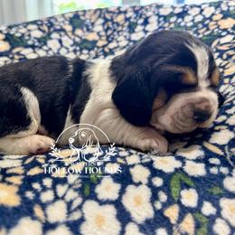 Buck - Black white and brown male Basset Hound puppy in Richmond, Kentucky from Walters Hollow Hounds