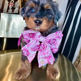 Hot Pink - Merle female Bernedoodle puppy in Curtice, Ohio from The Pink Doghouse