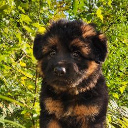 Milo - Black and red male German Shepherd puppy in White Cloud, Michigan from Von WestLynn German Shepherds