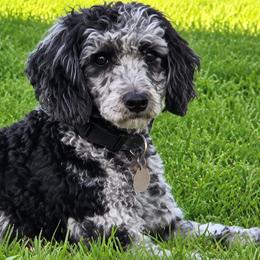 Ava - Aussiedoodle
