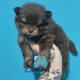 Prince Charming - 3500.00 dollars - Chocolate and tan male Pomeranian puppy in Perry County, Ohio from Speechless Pom’s