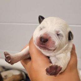 Ember (ASDR) - Blue speckled female Australian Cattle Dog puppy in Marana, Arizona from Impact 3rd Australian Cattle Dogs