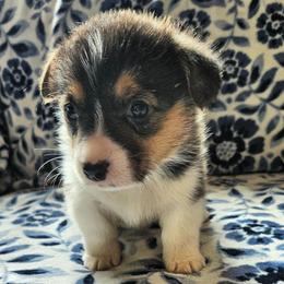 Blossom - Black and tan female Pembroke Welsh Corgi puppy in Lilburn, Georgia from Wildflowercorgis