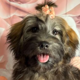 Clara - Red sable female Havanese puppy in Clermont, Florida from Country Sweet Havanese and Creative Coaching