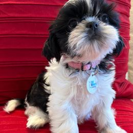 AKC Ying Yang - Black and white female Shih Tzu puppy in Long Beach, California from Prieto Shih-Tzu's