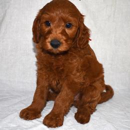 Spike - Red  male Goldendoodle puppy in Jasper, Indiana from Hilltop Pups LLC
