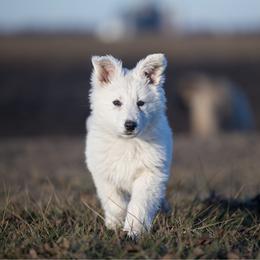 Blue girl - White female Berger Blanc Suisse puppy in Chestnut, Illinois from Fireside Fernweh