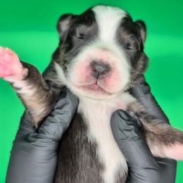 Raven3Boy1- BTM,LONGtail,AKC,OFAs,Genetics - Black tri-color male Australian Shepherd puppy in South Hill, Virginia from Silverside Aussies LLC