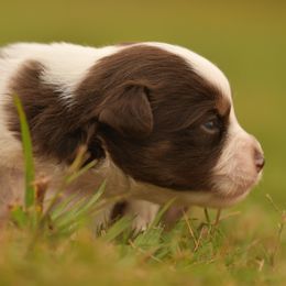 Sophie - Red tri female Miniature Australian Shepherd puppy in Hartman, Arkansas from Southern Edition Aussies