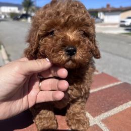 Girl 2 - Red  female Poodle puppy in Riverside, California from Poodles and Frenchies