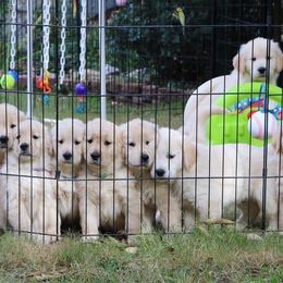 Golden Retriever Puppies from Champagne Goldens