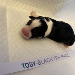 Miniature Australian Shepherd Puppies from MAS LUV