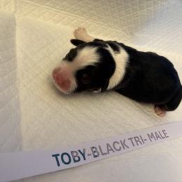 Miniature Australian Shepherd Puppies from MAS LUV