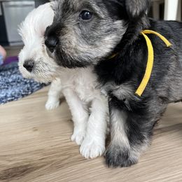 Miniature Schnauzer Puppies from Miles Family Schnauzers