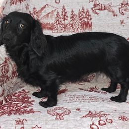 Dachshund puppies from Rosies Doxies and Poodles CKC