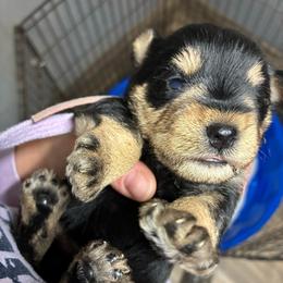 Light pink - Black and silver female Miniature Schnauzer puppy in Sparta, North Carolina from New River Miniature Schnauzers