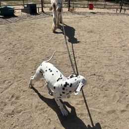 Dalmatians from Lauren Allen