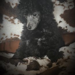 Poodle Puppies from Makays poodles