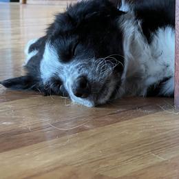 Border Collie Puppies from Roaring River Border Collies