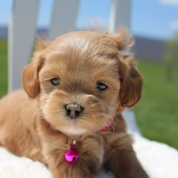 Assorted Doodle Crosses, Shihpoos, and Shih Tzus from Curls & Paws Canines