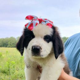 Abigail - Brown and white female Saint Bernard puppy in Kinsman, Ohio from Coleman Saint Bernards of Ohio