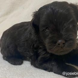 Miniature Schnauzers from Josie's Miniature Schnauzers