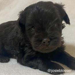 Miniature Schnauzers from Josie's Miniature Schnauzers
