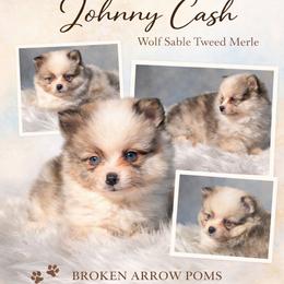 Johnny Cash - Tri-colored male Pomeranian puppy in Sandia, Texas from Broken Arrow Poms
