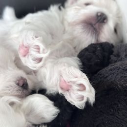 Maltese Puppies from AKC Maltese California