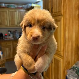 Russet - Red merle male Australian Shepherd puppy in Altmar, New York from E&C Australian Shepherds