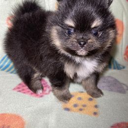 Pomeranian Puppies from Summer Set Poms