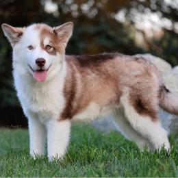 Kit - Red and white female Alaskan Malamute puppy in Spokane, Washington from Asgard Wooly Malamutes