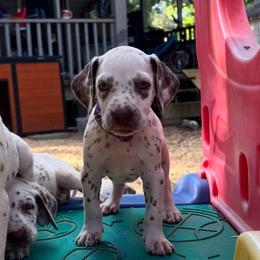 Violet(LUA) - White and liver brown female Dalmatian puppy in Wilson, North Carolina from New Horizonz Dalmatians
