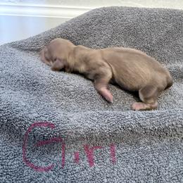 Muffin - Chocolate and cream female Dachshund puppy in Fort Worth, Texas from The Holloway Dachshunds