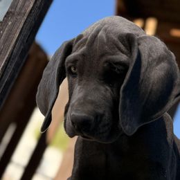 Junior - Blue male Weimaraner puppy in Santa Clarita, California from Kennedy Weimaraners