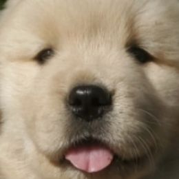 Goldendoodles and Golden Retrievers from Valley of the Sun Breeders