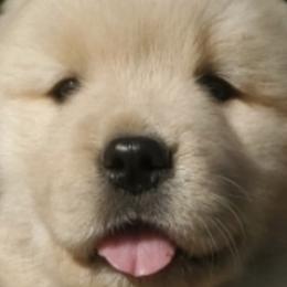 Goldendoodles and Golden Retrievers from Valley of the Sun Breeders