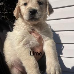 Lime - Light golden female Golden Retriever puppy in Jesup, Georgia from Painted Platinum Retrievers (Painted Platinum Kennel) PPK