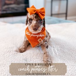 Frenchie - Merle female Goldendoodle puppy in Soddy Daisy, Tennessee from The W Doods