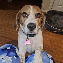 Emmy - Beagle