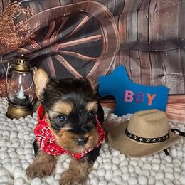 Boy 3 ( 1500) - Black and tan male Yorkshire Terrier puppy in Douglas, Georgia from Southern Georgia Yorkies and biewers