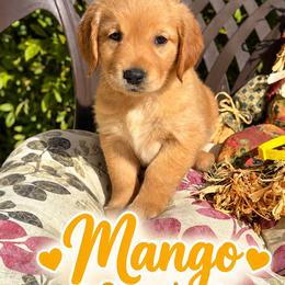 Yellow Mango - Dark golden female Golden Retriever puppy in Apple Valley, California from Frankly Golden