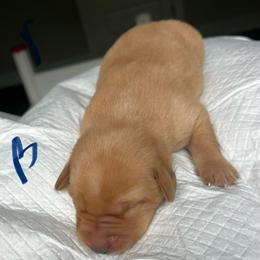 Dark blue - Yellow male Labrador Retriever puppy in Monticello, Georgia from Hollow Meadows Retrievers