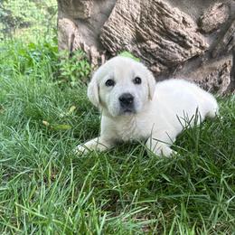 Girl 2- reserved for Jena L - Yellow female Labrador Retriever puppy in Isanti, Minnesota from Four Corners Family Labs