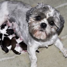 Chinese Shar-Pei and Shih Tzus from Sandy's Puppies