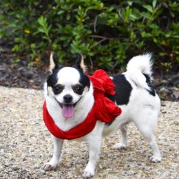 Arizona - Black and white female Chihuahua puppy in Gloucester, Virginia from Charlotte's Web of Chihuahuas